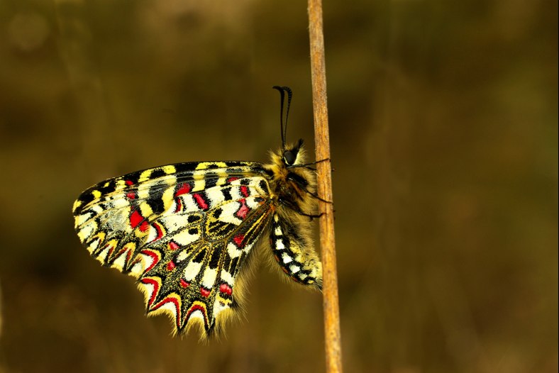 Zerynthia rumina
